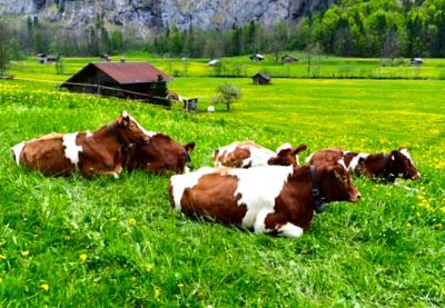 Happy cows in Lauterbrunnen